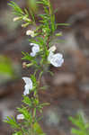 Apalachicola false rosemary